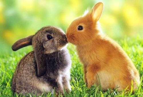 屬兔最佳配偶的屬相是什麼？