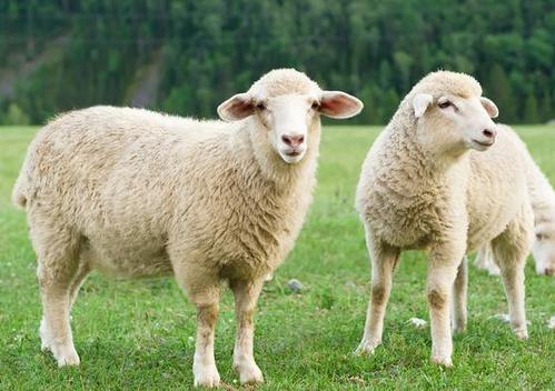 屬羊最佳配偶的屬相是什麼？