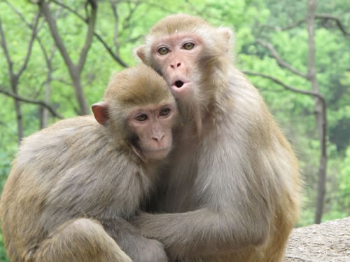 屬猴最佳配偶的屬相是什麼？