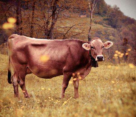 屬牛最佳配偶的屬相是什麼？
