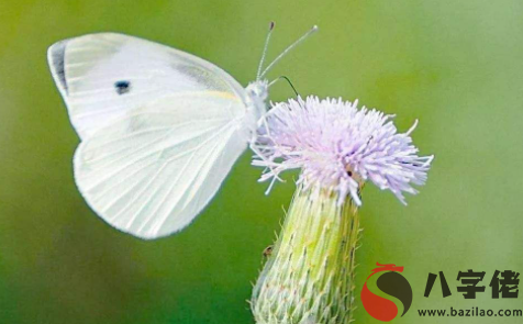 夢見白蝴蝶在面前飛什麼意思？夢見白蝴蝶飛進家是什麼預兆？