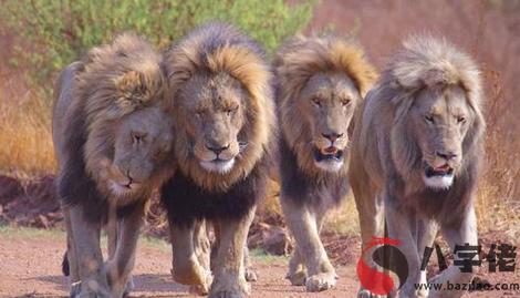 昨晚做夢到一群獅子圍著自己代表了什麼