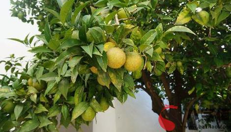 做夢夢到檸檬樹是什麼意思