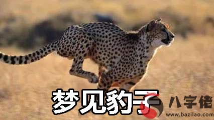 夢到豹子是好事嗎 有好兆頭嗎