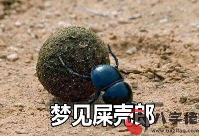 夢到屎殼郎是什麼征兆 說明什麼