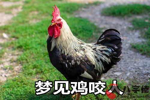 夢到雞咬人是什麼征兆 說明什麼