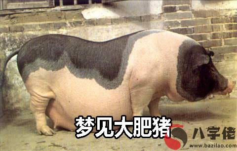 做夢大肥豬怎麼回事 是好兆頭嗎