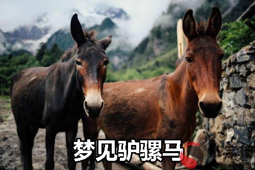 夢到驢騾馬是好事嗎 有好兆頭嗎
