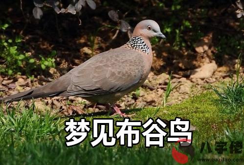夢見布谷鳥是不好的征兆嗎 要注意什麼