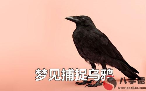 夢到捕捉烏鴉是什麼征兆 說明什麼
