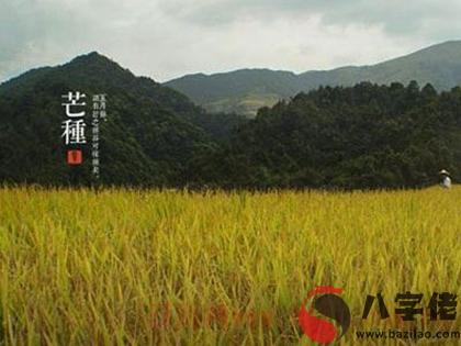 020年6月5日芒種出生鼠寶寶五行缺什麼,起名宜用字解析"