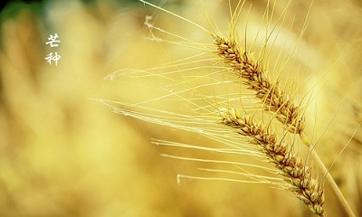 芒種節氣簡介，生肖屬蛇的人芒種節氣出生命運怎麼樣？