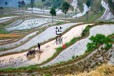 芒種后是什麼節日，屬狗的人芒種節氣出生命運怎麼樣？