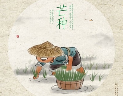 芒種節氣要注意什麼？芒種節氣出生的屬羊人命運如何？