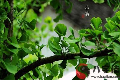 020小滿吉時，屬蛇人小滿節氣當天出生的人命運好嗎？"