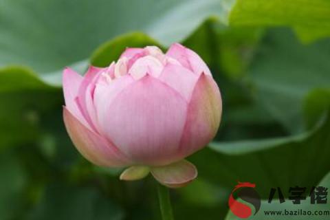 農歷六月二十五日出生的人運勢如何