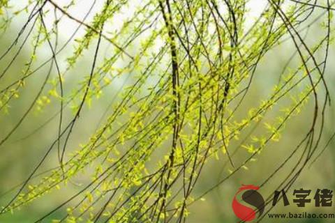 八字運算中楊柳木命是代表著什么意思？