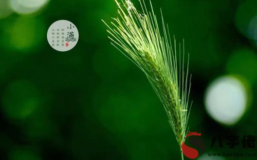 小滿節氣要注意不能做什么 小滿禁忌與講究！(圖文)