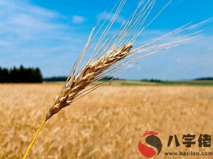 2020年四月廿八小滿祈福好不好,小滿節氣的由來解析(圖文)