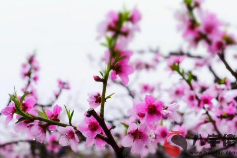 八字帶桃花怎么看  八字帶桃花的女人怎么樣
